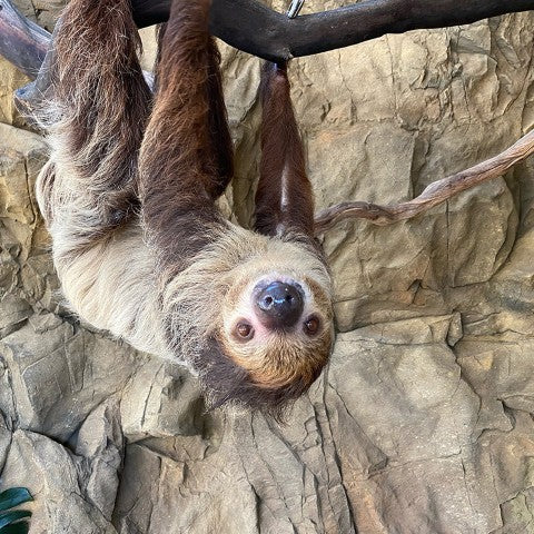 Sloth Hanging upside down from tree branch, with Basalt Panel Installed behind