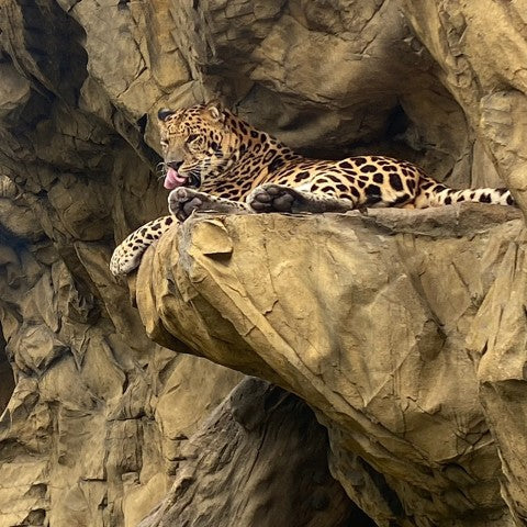 Basalt Wall Panel Attached to Wall. On Large Ledge, a cheetah rests