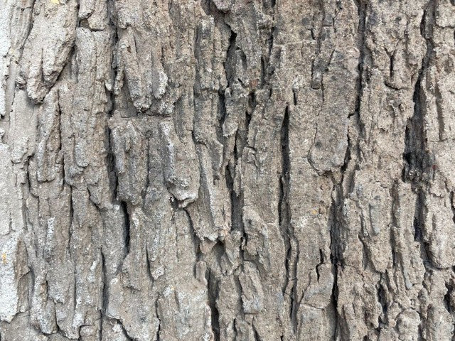 Closeup of Cottonwood Panel Texture