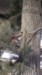 Closeup of Pecan Wood Panel Wrapped Around Post, Cutouts for Faux Branches just from the Panel