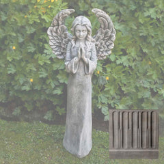 Campania Fiona's Angel