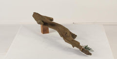 Photo of Floating Log 002 - Marquis Gardens
