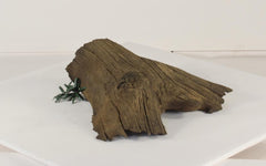Photo of Floating Log 004 - Marquis Gardens