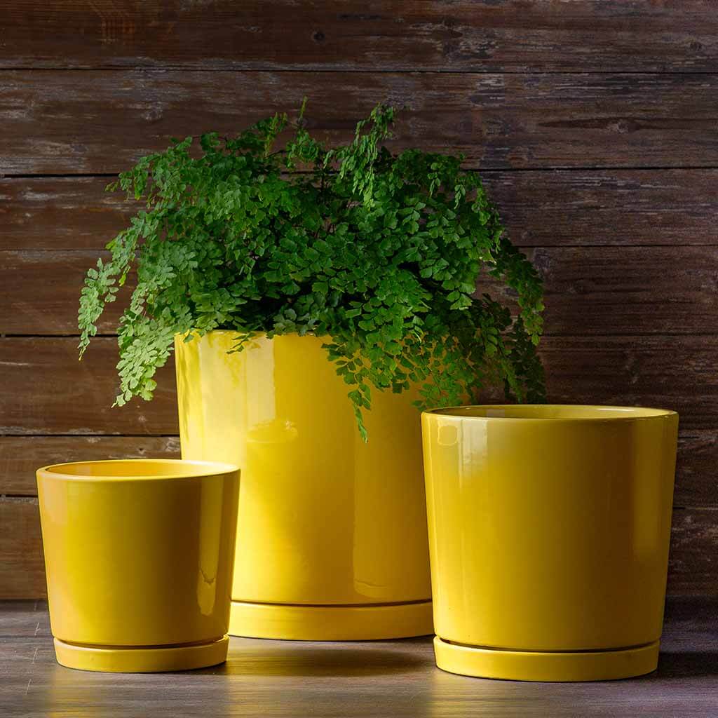 yellow outdoor plant pot Campania I/O 2 Cylinder Planter Mediterranean – Marquis Water Gardens