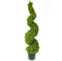 Photo of Boxwood Spiral Chunky, 4'  - Marquis Gardens