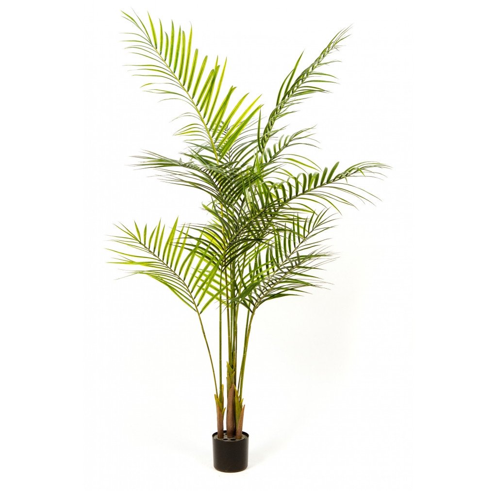 Photo of Deluxe Areca Palm, 72"  - Marquis Gardens