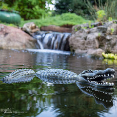 Photo of Aquascape Floating Alligator Decoy - Marquis Gardens
