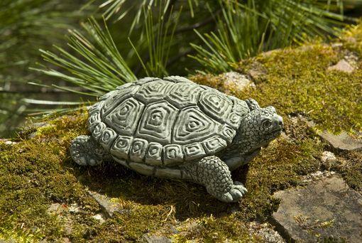 Photo of Campania My Pet Turtle - Marquis Gardens