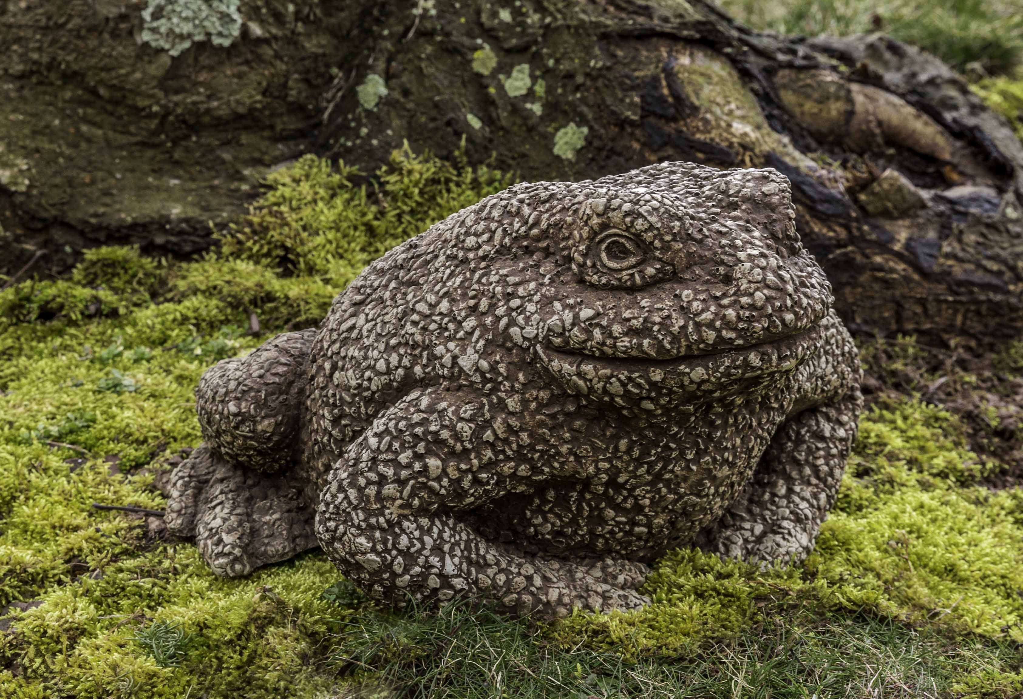 Photo of Campania Forest Toad - Marquis Gardens