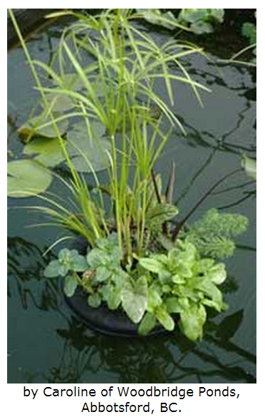 hanging pond plant baskets Laguna Floating Plant Baskets