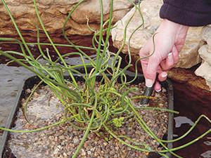 plant spike fertilizer Laguna Plant Grow Fertilizer Pond Spikes
