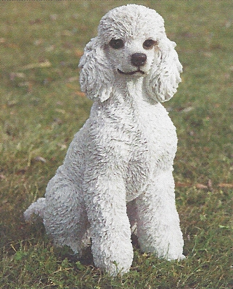 Photo of Poodle - Marquis Gardens