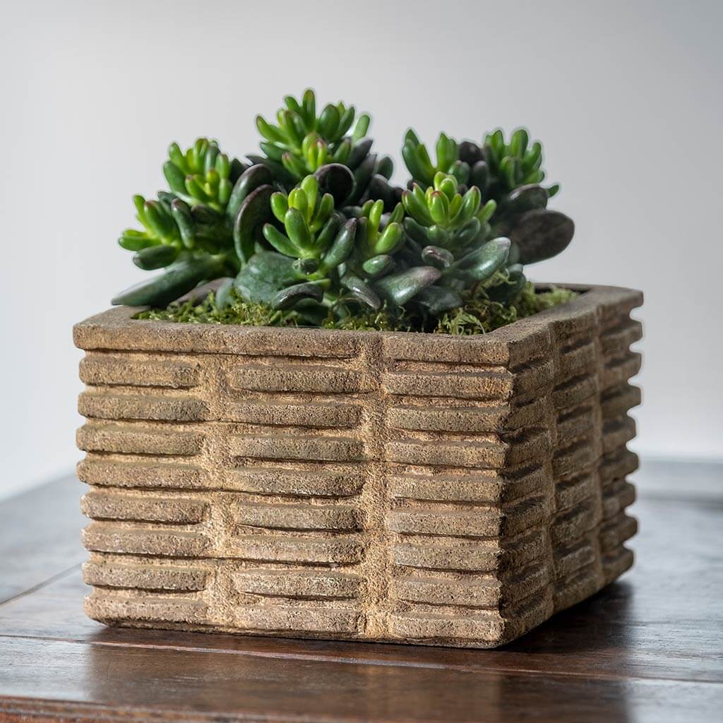 square succulent pots Weft Concrete Planter